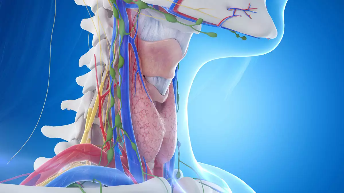 Anatomische Darstellung des Kehlkopfs und der Stimmbaender – menschlicher Stimmapparat